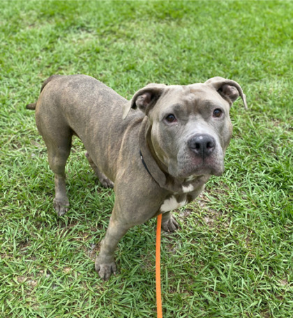 REINA - Mixed Breed, Large (over 44 lbs fully grown) / Mix available for adoption