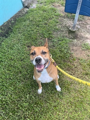STAR - Mixed Breed, Large (over 44 lbs fully grown) / Mix available for adoption