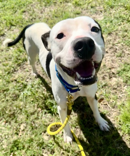 MACHO - Mixed Breed, Large (over 44 lbs fully grown) / Mix available for adoption