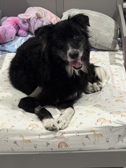 HOLLY - Mixed Breed, Large (over 44 lbs fully grown) / Mix available for adoption