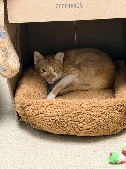 SUNDAY - Domestic Shorthair / Mix available for adoption