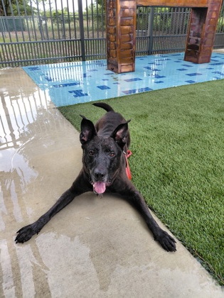 MISTER - Mixed Breed, Large (over 44 lbs fully grown) / Mix available for adoption
