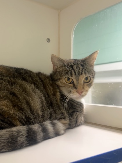 JOSIE - Domestic Shorthair / Mix available for adoption