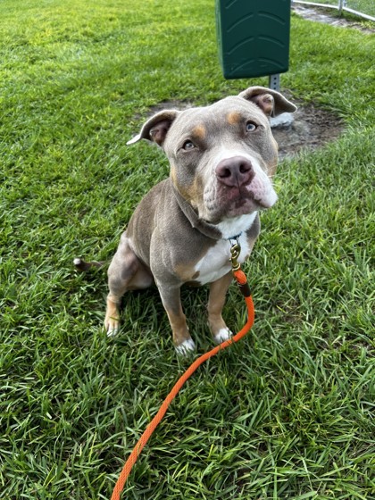KIWI - Mixed Breed, Large (over 44 lbs fully grown) / Mix available for adoption