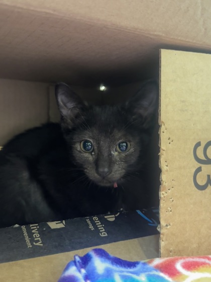 RHINESTONE - Domestic Shorthair / Mix available for adoption