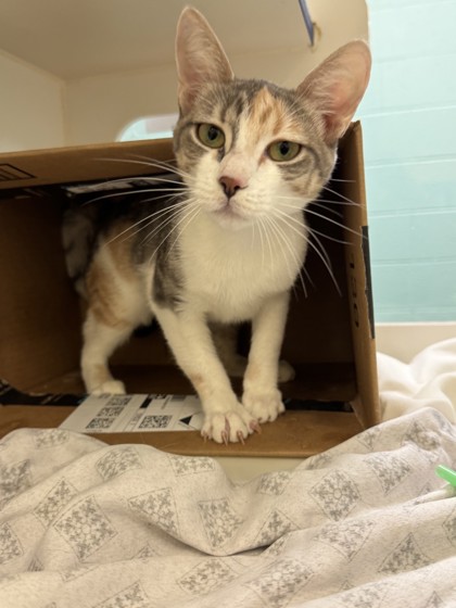 JUICY - Domestic Shorthair / Mix available for adoption