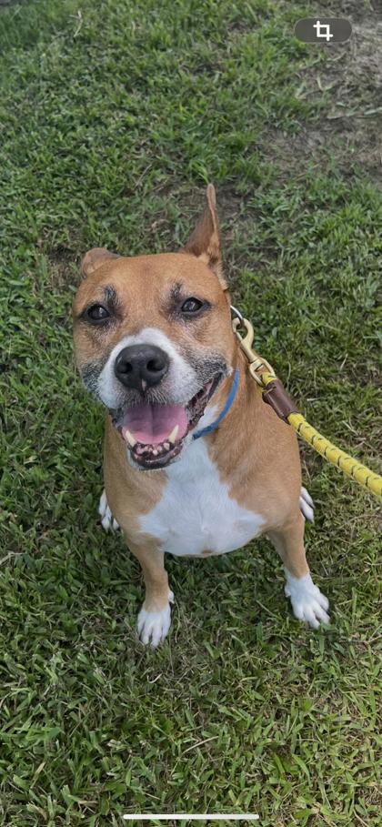 STAR - Mixed Breed, Large (over 44 lbs fully grown) / Mix available for adoption