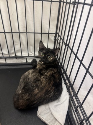LOLLY - Domestic Shorthair / Mix available for adoption