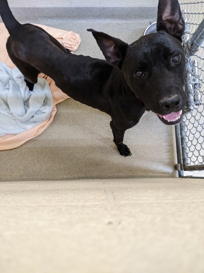 JOLLY - Mixed Breed, Large (over 44 lbs fully grown) / Mix available for adoption
