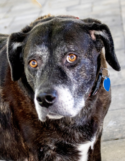 ELLEN - Mixed Breed, Large (over 44 lbs fully grown) / Mix available for adoption