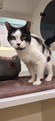 BETTY WHITE - Domestic Shorthair / Mix available for adoption