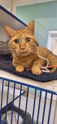 LITTLE KITTY - Domestic Shorthair / Mix available for adoption