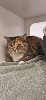 RAISINET - Domestic Shorthair / Mix available for adoption