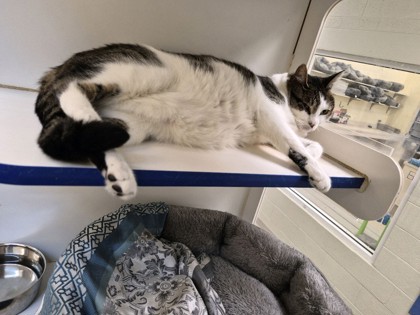 GIZMO - Domestic Shorthair / Mix available for adoption