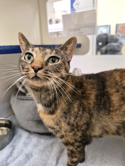 CAMMIE - Domestic Shorthair / Mix available for adoption