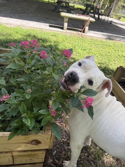 SMALL FRY - Mixed Breed, Large (over 44 lbs fully grown) / Mix available for adoption