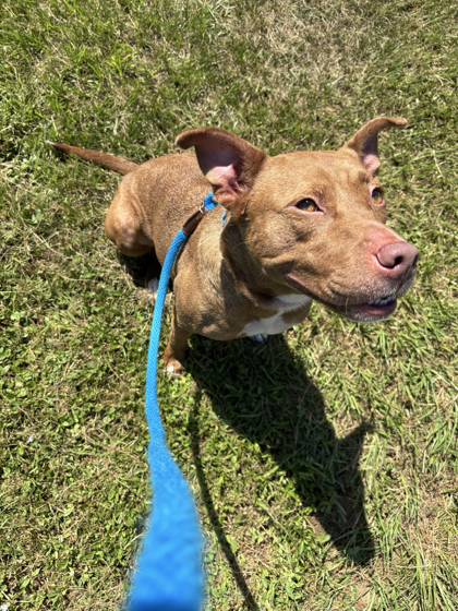 ROYALTY - Mixed Breed, Large (over 44 lbs fully grown) / Mix available for adoption