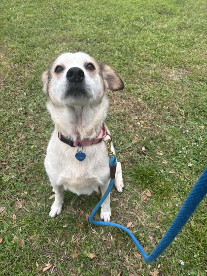 AMBER - Mixed Breed, Medium (up to 44 lbs fully grown) / Mix available for adoption