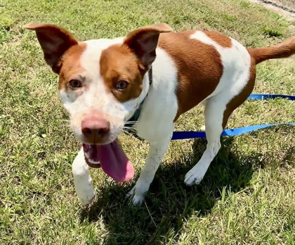 DEWEY - Mixed Breed, Large (over 44 lbs fully grown) / Mix available for adoption