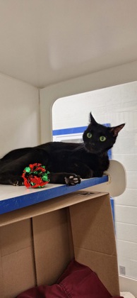 BABY GIRL - Domestic Shorthair / Mix available for adoption