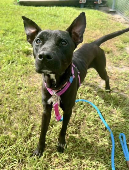 JOLLY - Mixed Breed, Large (over 44 lbs fully grown) / Mix available for adoption