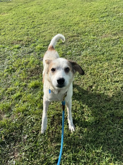 AMBER - Mixed Breed, Medium (up to 44 lbs fully grown) / Mix available for adoption