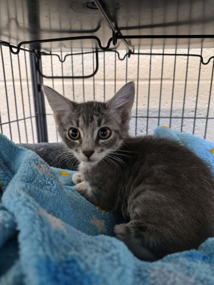ALICE - Domestic Shorthair / Mix available for adoption