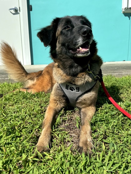 BETSY - Mixed Breed, Large (over 44 lbs fully grown) / Mix available for adoption