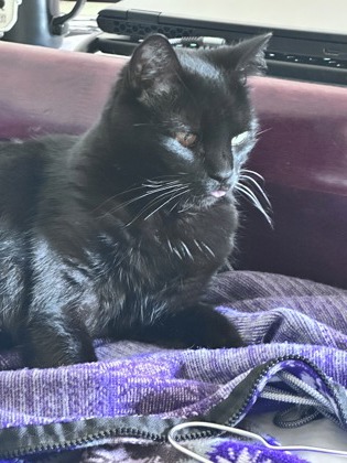 SABA - Domestic Shorthair / Mix available for adoption
