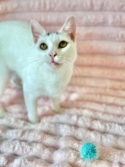 MERINGUE - Domestic Shorthair / Mix available for adoption