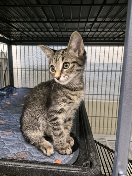 ARCHIE - Domestic Shorthair / Mix available for adoption