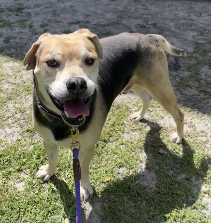 QUIZ - Boxer / Hound available for adoption