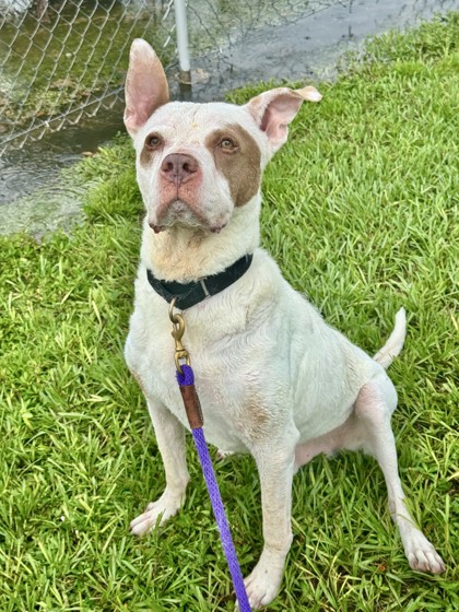 ROLIE - Boxer / Mix available for adoption