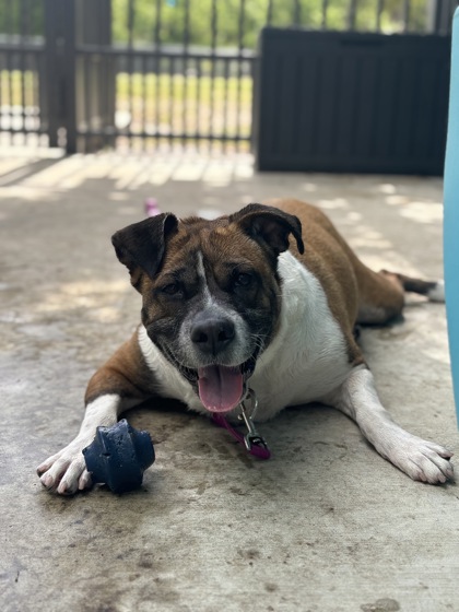 NOVA - Mixed Breed, Medium (up to 44 lbs fully grown) / Mix for adoption in Palm Bay