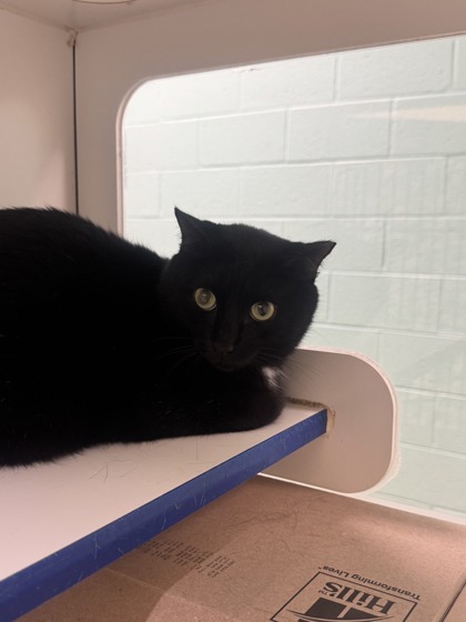MAMIE - Domestic Shorthair / Mix available for adoption