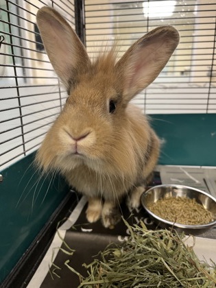 HARE JORDAN - Rabbit / Rabbit available for adoption