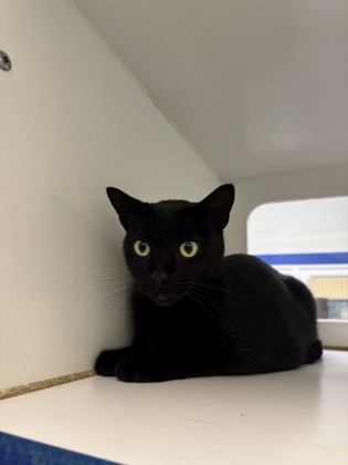 KIBBY - Domestic Shorthair / Mix available for adoption