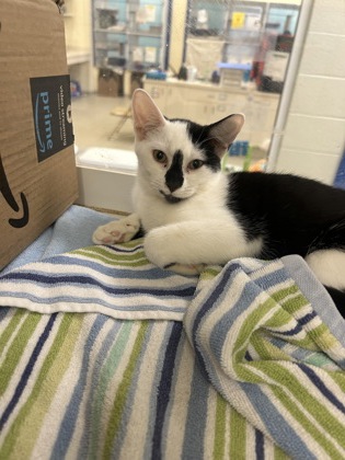 DIAMOND - Domestic Shorthair / Mix available for adoption