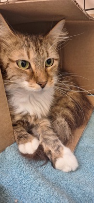 SELKIE - Domestic Longhair / Mix available for adoption