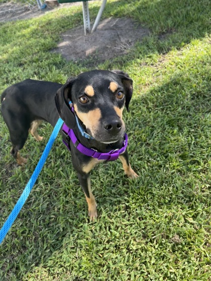 LILLY - Mixed Breed, Medium (up to 44 lbs fully grown) / Mix available for adoption