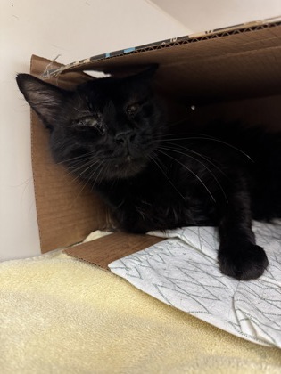 ROOMBA - Domestic Shorthair / Mix available for adoption