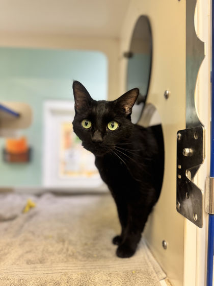 BABY GIRL - Domestic Shorthair / Mix available for adoption