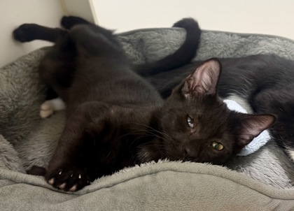 PAPAYA - Domestic Shorthair / Mix available for adoption