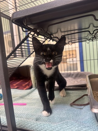 BALOO - Domestic Shorthair / Mix available for adoption