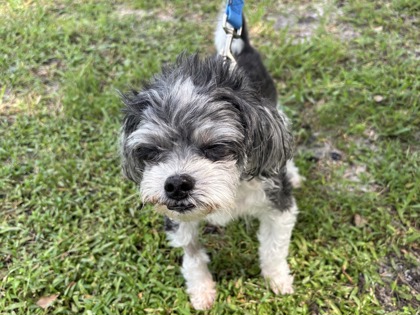 GUMMY BEAR - Shih Tzu / Mix available for adoption