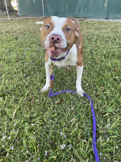 TATE - American Pit Bull Terrier / Mix available for adoption