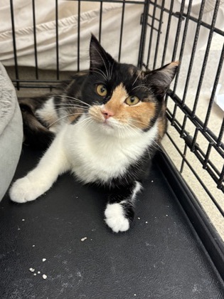 NICKY - Domestic Shorthair / Mix available for adoption