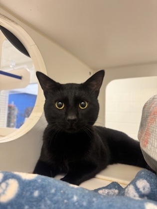 COSTCO HOTDOG - Domestic Shorthair / Mix available for adoption