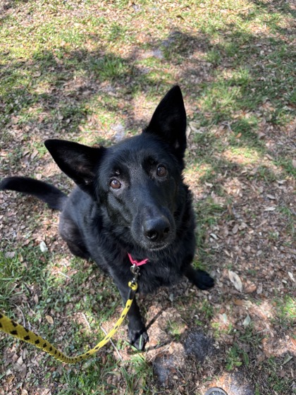 SHEEP - Mixed Breed, Large (over 44 lbs fully grown) / Mix for adoption in Palm Bay