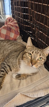 WILLA - Domestic Shorthair / Mix available for adoption